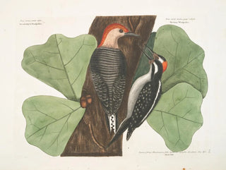 Le pic à ventre rouge, le pic chevelu, le chêne noir - Mark Catesby — näkymä teoksesta