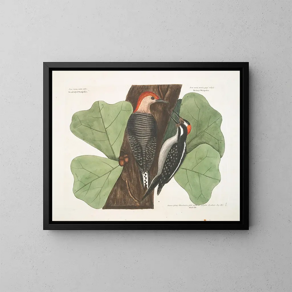 Le pic à ventre rouge, le pic chevelu, le chêne noir - Mark Catesby — kehystetty taideteos seinällä