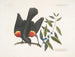 Le merle à ailes rouges, le myrte à baies en grappes - Mark Catesby — näkymä teoksesta