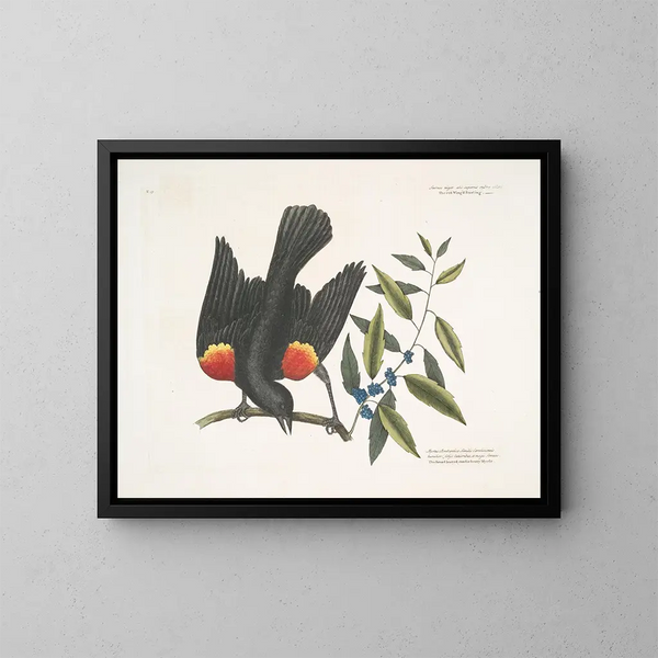 Le merle à ailes rouges, le myrte à baies en grappes - Mark Catesby — kehystetty taideteos seinällä