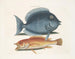 Le merle rhomboïdal et le poisson jaune - Mark Catesby — näkymä teoksesta