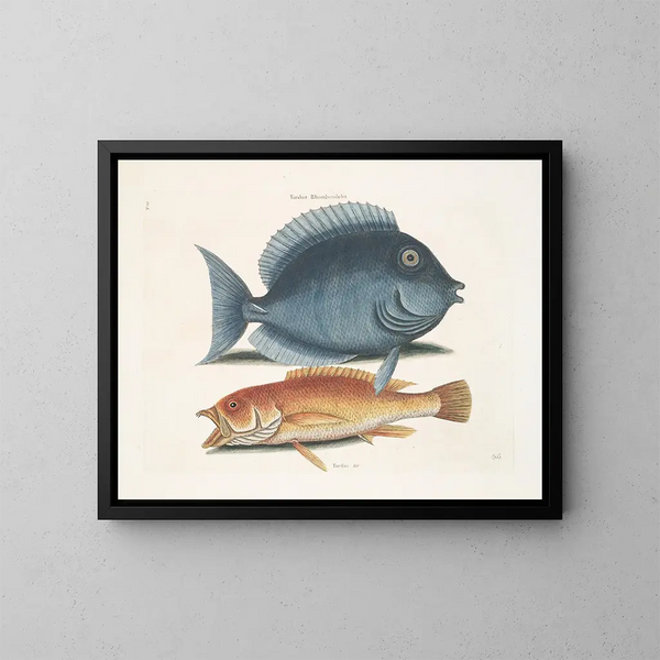 Le merle rhomboïdal et le poisson jaune - Mark Catesby — kehystetty taideteos seinällä