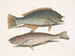 Le merle et le pudding américain, le whiting de Caroline - Mark Catesby — näkymä teoksesta
