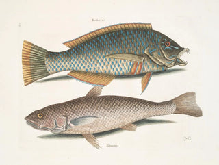 Le merle et le pudding américain, le whiting de Caroline - Mark Catesby — näkymä teoksesta