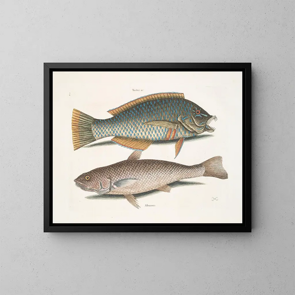 Le merle et le pudding américain, le whiting de Caroline - Mark Catesby — kehystetty taideteos seinällä