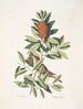Le petit Vrai Le petit Vrai Houx carolinien aux feuilles dentées et aux baies rouges Le houx Dahoon - Mark Catesby — näkymä teoksesta