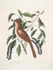 Turdus ruffus La Thruth couleur renard Ceraso similis arbuscula c Les grappes Cerisier noir - Mark Catesby — näkymä teoksesta