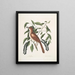 Turdus ruffus La Thruth couleur renard Ceraso similis arbuscula c Les grappes Cerisier noir - Mark Catesby — kehystetty taideteos seinällä