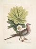 Turtur caroliniensis, la tortue de Caroline, anapodophyllon canadense, le may apple - Mark Catesby — näkymä teoksesta