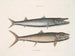 Umbla mineure c. Barracuda vulpis bahamensis - Mark Catesby — näkymä teoksesta