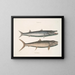 Umbla mineure c. Barracuda vulpis bahamensis - Mark Catesby — kehystetty taideteos seinällä