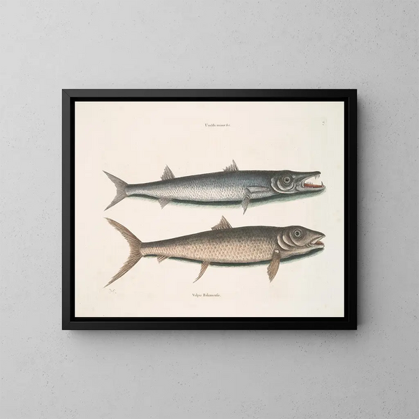 Umbla mineure c. Barracuda vulpis bahamensis - Mark Catesby — kehystetty taideteos seinällä