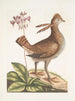 Urogallus minor - Mark Catesby — näkymä teoksesta