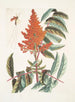 Guêpe ichneumon tripilis pennsylvanien Rhus glabrum Panicula speciosa crimson - Mark Catesby — näkymä teoksesta