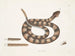 Vipère à queue de sonne - Mark Catesby — näkymä teoksesta