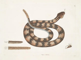 Mark Catesby - Vipera caudisona The RattleSnake The Section of a Rattle A Rattle of Twentyfour joynts A Tooth.webp