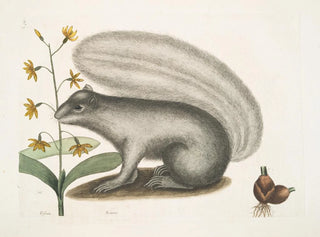 Viscum Sciurus, harmaa pesukarhu - Mark Catesby — näkymä teoksesta