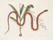 Viscum c. Anguis c. Le serpent des blés - Mark Catesby — näkymä teoksesta