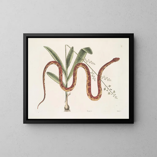 Viscum c. Anguis c. Le serpent des blés - Mark Catesby — kehystetty taideteos seinällä