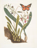 Viscum racine bulbeuse Viscum caryophyllodes c Papillio c - Mark Catesby — näkymä teoksesta