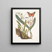 Viscum racine bulbeuse Viscum caryophyllodes c Papillio c - Mark Catesby — kehystetty taideteos seinällä