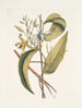 Volubilis silicosa Feuille de plantain mexicain Le Vanelloe - Mark Catesby — näkymä teoksesta