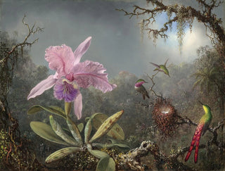 Orchidée Cattleya ja kolme kolibrista - Martin Johnson Heade — näkymä teoksesta
