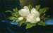 jättimagnolioista sinisellä sametkankaalla - Martin Johnson Heade — näkymä teoksesta