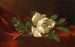 Magnolian maalaus - Martin Johnson Heade — näkymä teoksesta