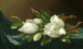 Magnolioiden vaaleansinisestä samettikankaasta - Martin Johnson Heade — näkymä teoksesta