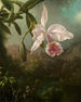 Fleurs d'orchidées - Martin Johnson Heade — näkymä teoksesta
