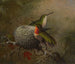 Kaksi sinisorsaa pesänsä lähellä - Martin Johnson Heade — näkymä teoksesta