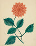 Dahlia - Mary Altha Nims — näkymä teoksesta