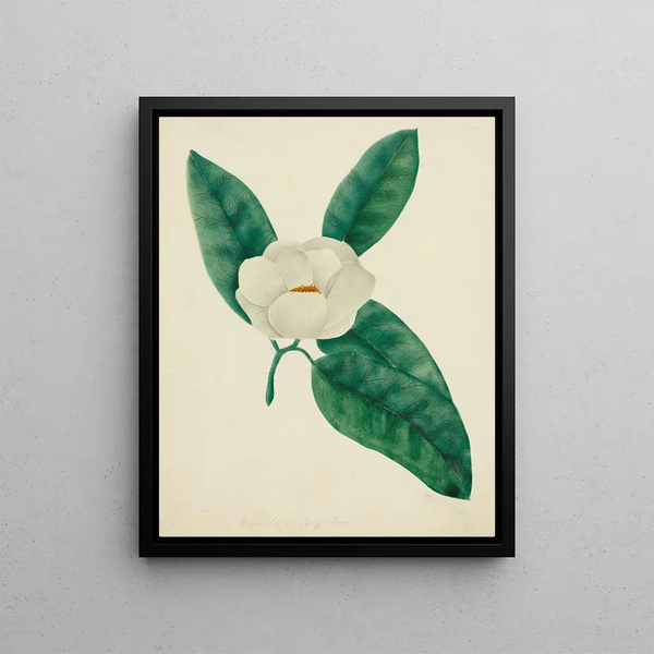 Mary Altha Nims - Magnolia.webp