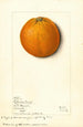 Citrus sinensis Valencia - Mary Daisy Arnold — näkymä teoksesta