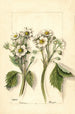 Fragaria - Mary Daisy Arnold — näkymä teoksesta