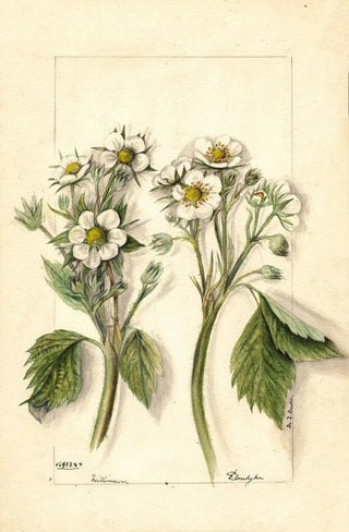 Mary Daisy Arnold - Fragaria.webp