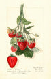Fragaria Epsey - Mary Daisy Arnold — näkymä teoksesta