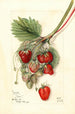 Fragaria Ideal - Mary Daisy Arnold — näkymä teoksesta