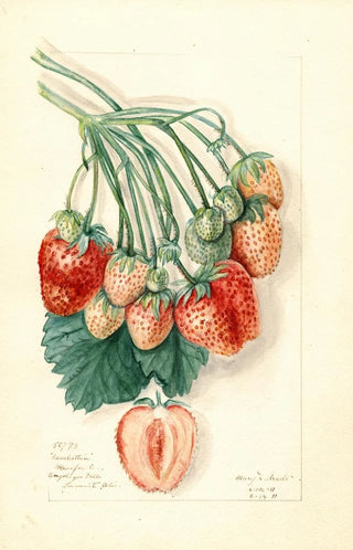 Mary Daisy Arnold - Fragaria Manhattan.webp