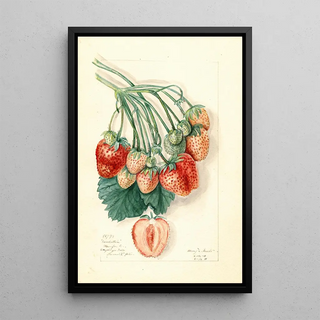 Mary Daisy Arnold - Fragaria Manhattan.webp