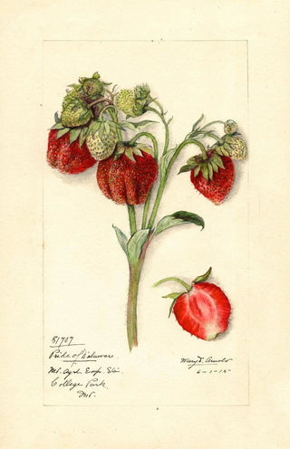 Mary Daisy Arnold - Fragaria Pride of Delaware.webp