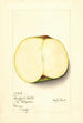 Malus domestica Coreless Seedless - Mary Daisy Arnold — näkymä teoksesta
