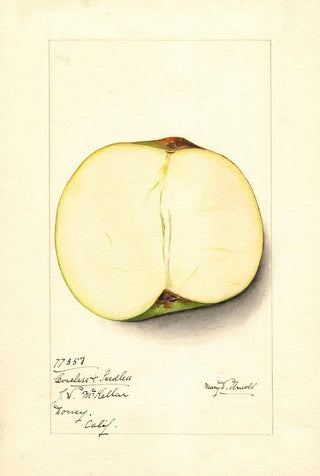 Mary Daisy Arnold - Malus domestica Coreless Seedless.webp