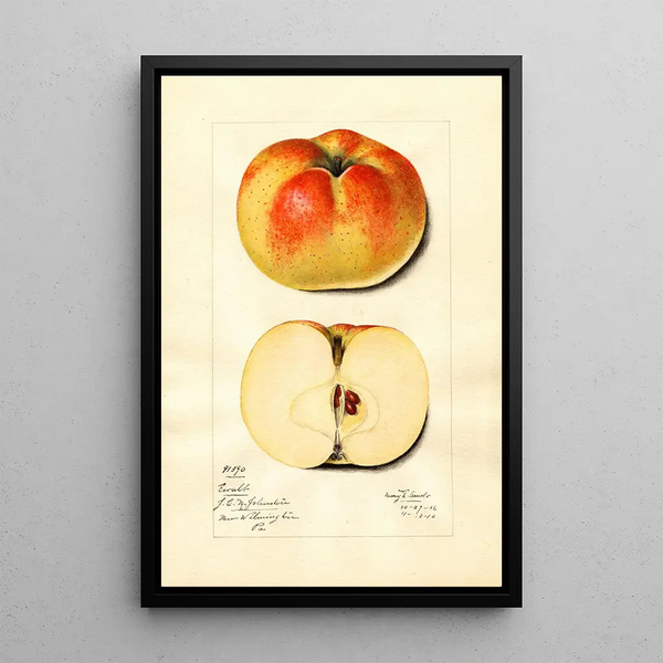 Mary Daisy Arnold - Malus domestica Ewalt.webp
