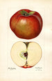 Malus domestica Lord Stradbroke - Mary Daisy Arnold — näkymä teoksesta