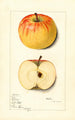Malus domestica Rome - Mary Daisy Arnold — näkymä teoksesta