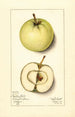 Malus domestica Trenton Early - Mary Daisy Arnold — näkymä teoksesta