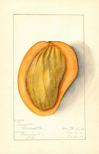 Mary Daisy Arnold - Mangifera indica Singapur.webp