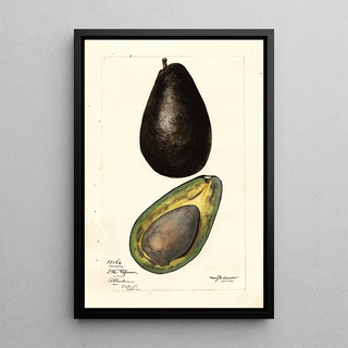 Mary Daisy Arnold - Persea.webp